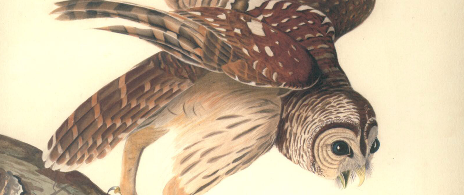 audubon fleurie