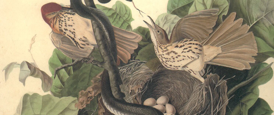 audubon dibujos