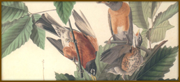 Audubon