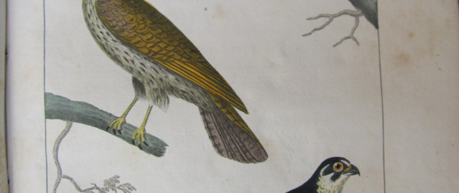 pajaros buffon